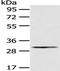 Aquaporin 3 (Gill Blood Group) antibody, TA350628, Origene, Western Blot image 