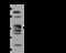 Glucocorticoid receptor antibody, 201121-T34, Sino Biological, Western Blot image 