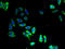 Neuromedin U Receptor 1 antibody, A67838-100, Epigentek, Immunofluorescence image 