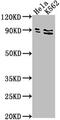 Suv3 Like RNA Helicase antibody, CSB-PA814232LA01HU, Cusabio, Western Blot image 