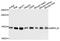 Mitochondrial Ribosomal Protein L32 antibody, abx135934, Abbexa, Western Blot image 