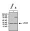 LIN28A antibody, MA1-016, Invitrogen Antibodies, Immunoprecipitation image 