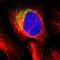 Mitochondrial Calcium Uniporter antibody, HPA016480, Atlas Antibodies, Immunofluorescence image 