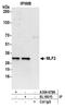 Myeloid Leukemia Factor 2 antibody, A304-678A, Bethyl Labs, Immunoprecipitation image 