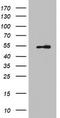 K7 antibody, CF803026, Origene, Western Blot image 