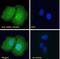 ARK5 antibody, NBP1-36937, Novus Biologicals, Immunofluorescence image 
