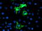 Anaphase Promoting Complex Subunit 2 antibody, LS-C173234, Lifespan Biosciences, Immunofluorescence image 