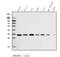 Carbonic Anhydrase 13 antibody, A09186-3, Boster Biological Technology, Western Blot image 
