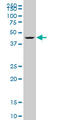 Deformed epidermal autoregulatory factor 1 homolog antibody, LS-C139420, Lifespan Biosciences, Western Blot image 