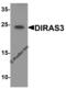 DIRAS Family GTPase 3 antibody, 8139, ProSci, Western Blot image 