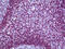 Methyl-CpG Binding Protein 2 antibody, 51-755, ProSci, Immunohistochemistry frozen image 
