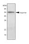 apM-1 antibody, SM6014, Origene, Western Blot image 