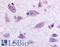 Prokineticin Receptor 2 antibody, LS-A3148, Lifespan Biosciences, Immunohistochemistry frozen image 