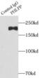 PH Domain And Leucine Rich Repeat Protein Phosphatase 1 antibody, FNab06398, FineTest, Immunoprecipitation image 