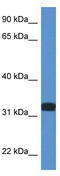 D-Aspartate Oxidase antibody, TA343144, Origene, Western Blot image 