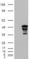 Forkhead Box A2 antibody, TA500073BM, Origene, Western Blot image 