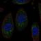 Solute Carrier Family 3 Member 1 antibody, NBP2-68912, Novus Biologicals, Immunocytochemistry image 