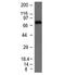 Immunoglobulin Heavy Constant Mu antibody, 33-148, ProSci, Western Blot image 