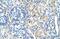 Signal Peptide Peptidase Like 2B antibody, NBP1-59510, Novus Biologicals, Immunohistochemistry frozen image 