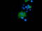SH2B adapter protein 3 antibody, LS-C785908, Lifespan Biosciences, Immunofluorescence image 