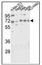Autophagy Related 16 Like 1 antibody, AP32204PU-N, Origene, Western Blot image 
