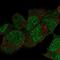 DNA Polymerase Epsilon, Catalytic Subunit antibody, NBP2-57240, Novus Biologicals, Immunocytochemistry image 