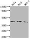 Angiotensin II type-1 receptor antibody, CSB-RA257443A0HU, Cusabio, Western Blot image 