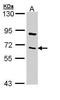 TNF Receptor Associated Factor 3 antibody, PA5-29091, Invitrogen Antibodies, Western Blot image 