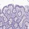 Protein FAM169A antibody, PA5-59630, Invitrogen Antibodies, Immunohistochemistry frozen image 