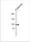 X-Ray Repair Cross Complementing 5 antibody, TA324453, Origene, Western Blot image 