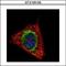 Electron transfer flavoprotein subunit alpha, mitochondrial antibody, GTX105155, GeneTex, Immunocytochemistry image 