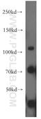 Rap Guanine Nucleotide Exchange Factor 4 antibody, 13882-1-AP, Proteintech Group, Western Blot image 