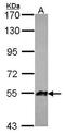 Angiopoietin Like 1 antibody, GTX116421, GeneTex, Western Blot image 
