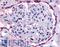 EK8 antibody, LS-A2841, Lifespan Biosciences, Immunohistochemistry paraffin image 