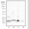 Histone Cluster 2 H3 Family Member D antibody, NB100-56595, Novus Biologicals, Western Blot image 