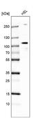 E74 Like ETS Transcription Factor 1 antibody, NBP1-90352, Novus Biologicals, Western Blot image 