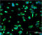 Heme oxygenase 2 antibody, ADI-SPA-897-F, Enzo Life Sciences, Immunofluorescence image 