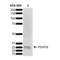 Platelet Derived Growth Factor Subunit B antibody, LS-C774581, Lifespan Biosciences, Western Blot image 
