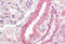 Acyl-CoA Synthetase Long Chain Family Member 1 antibody, MBS248334, MyBioSource, Immunohistochemistry frozen image 