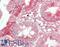 Indian Hedgehog Signaling Molecule antibody, LS-B13351, Lifespan Biosciences, Immunohistochemistry paraffin image 