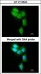 Proteasome Subunit Beta 8 antibody, GTX113533, GeneTex, Immunocytochemistry image 