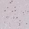 Sn1-specific diacylglycerol lipase alpha antibody, PA5-64029, Invitrogen Antibodies, Immunohistochemistry frozen image 
