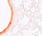 Solute Carrier Family 39 Member 3 antibody, A09478, Boster Biological Technology, Immunohistochemistry frozen image 