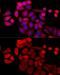 Leucine-rich repeat and death domain-containing protein antibody, GTX65888, GeneTex, Immunofluorescence image 