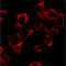 IL-12 antibody, 513801, BioLegend, Immunofluorescence image 
