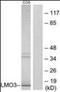 LIM domain only protein 3 antibody, orb179007, Biorbyt, Western Blot image 