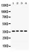 Forkhead Box A3 antibody, PB9805, Boster Biological Technology, Western Blot image 