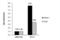 BCL6 Transcription Repressor antibody, PA5-27390, Invitrogen Antibodies, Chromatin Immunoprecipitation image 