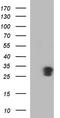 GADD45A antibody, TA507370, Origene, Western Blot image 