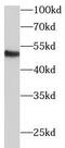 Extracellular Matrix Protein 1 antibody, FNab02625, FineTest, Western Blot image 